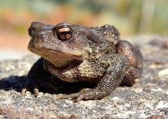 Bufo spinosus