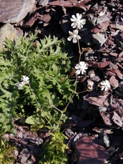 Silene latifolia alba