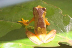 Dendropsophus ebraccatus