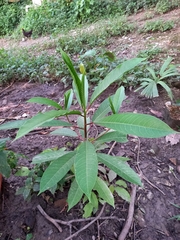 Sapium glandulosum