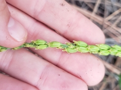 Malaxis macrostachya