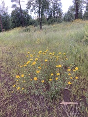 Grindelia arizonica