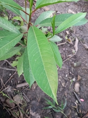 Sapium glandulosum
