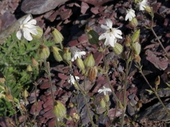 Silene latifolia alba