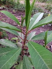 Sapium glandulosum
