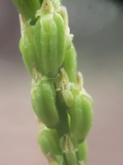 Malaxis macrostachya