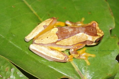 Dendropsophus ebraccatus