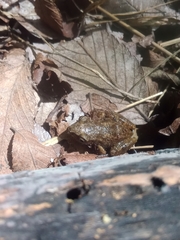 Eleutherodactylus campi