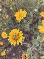 Grindelia arizonica