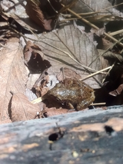 Eleutherodactylus campi