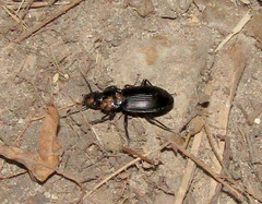 Carabidae