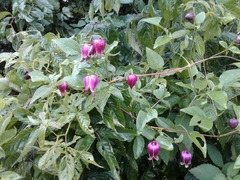 Clematis viorna