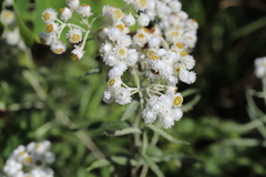 Anaphalis margaritacea