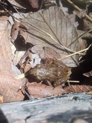 Eleutherodactylus campi