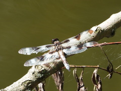 Libellula pulchella