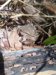 Eleutherodactylus campi