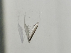 Homoeosoma electella