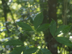 Melicope pteleifolia