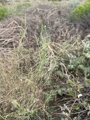 Muhlenbergia