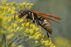 Polistes aurifer