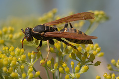 Polistes aurifer