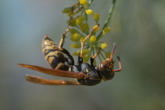 Polistes aurifer
