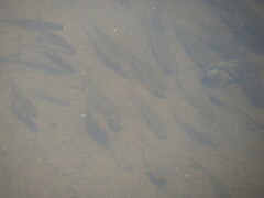 Catostomus commersonii