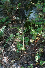 Chaerophyllum nodosum