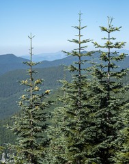 Abies procera