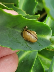 Cepaea