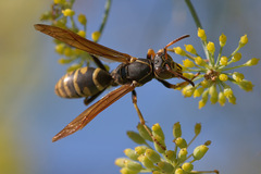 Polistes aurifer