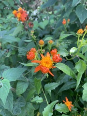 Pseudogynoxys chenopodioides