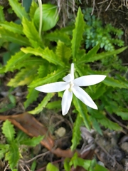 Hippobroma longiflora