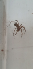 Araneae