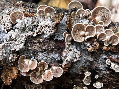 Luminescent Panellus — photo 1