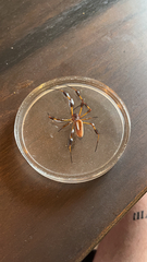 Trichonephila clavipes