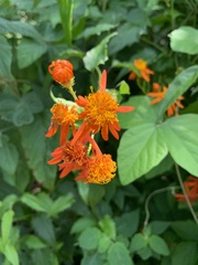 Pseudogynoxys chenopodioides