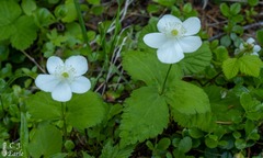 Anemonastrum deltoideum
