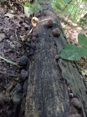 Daldinia childiae