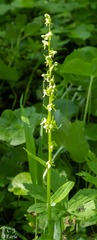 Platanthera stricta