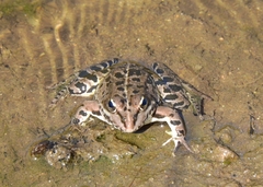 Pelophylax perezi