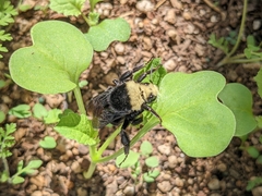 Bombus vosnesenskii
