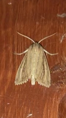 Nonagria typhae