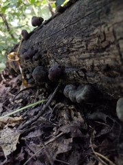 Daldinia childiae