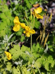 Chelidonium majus