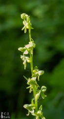 Platanthera stricta