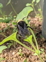 Bombus vosnesenskii