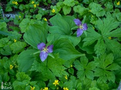 Trillium ovatum