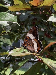 Limenitis arthemis arthemis