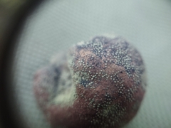 Daldinia childiae